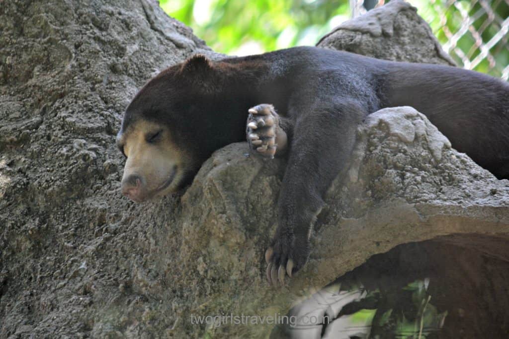 Sleeping Bear Phnom Tamao Wildlife Rescue Center